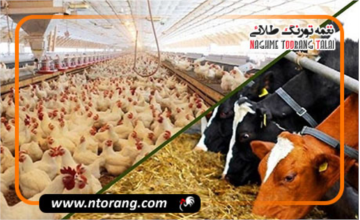 حمایت ۷۰ هزار میلیارد تومانی از دامداران و مرغداران برای مقابله با افزایش قیمت نهاده‌ها